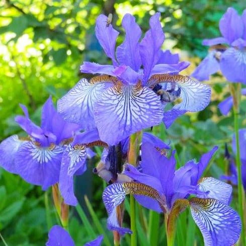 Iris Perfume Oil