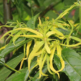 Ylang Ylang