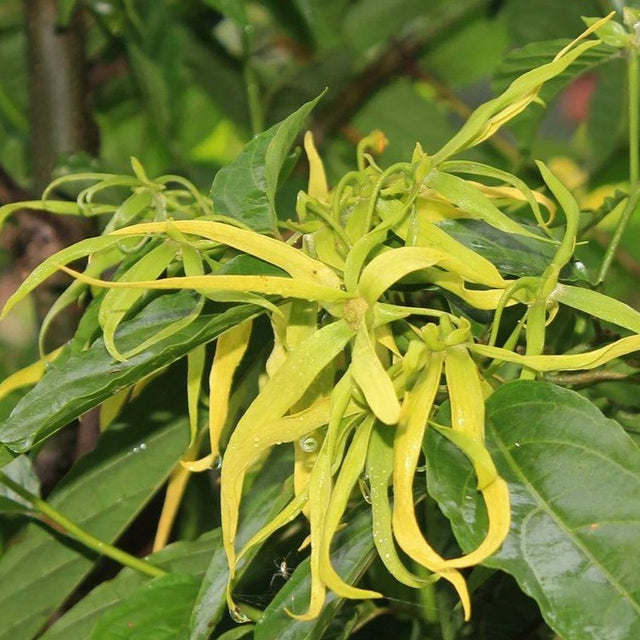 Ylang Ylang